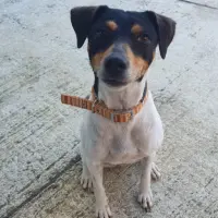 Adopta a Malika