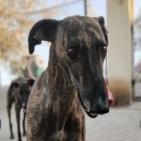 Adopta a Rubí