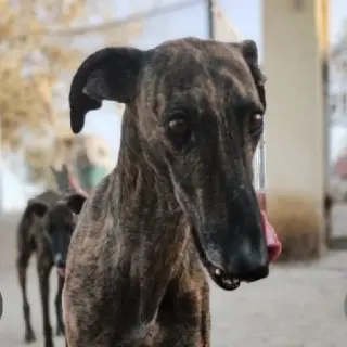 Rubí