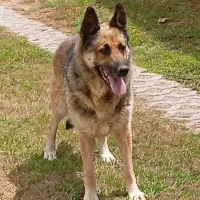 Adopta a Lana