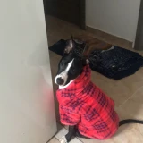 Adopta a Axel