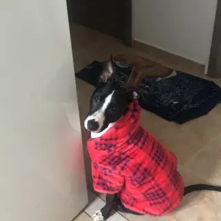 Axel