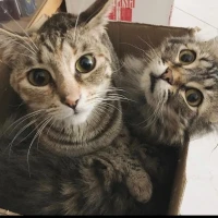 Adopta a Arya I Catlyn