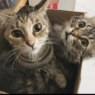Arya I Catlyn