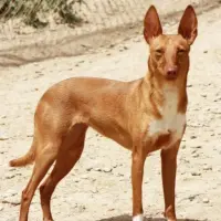 Adopta a Lynn