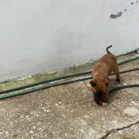 Adopta a Mezcla