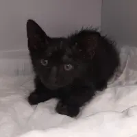 Adopta a Nox
