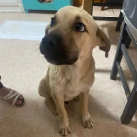 Adopta a Tristón