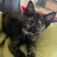 Adopta a Coimbra