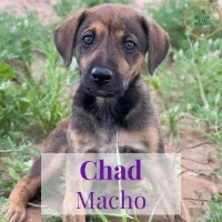 Adopta a Chad