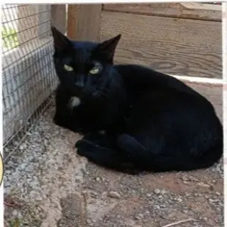 Negra
