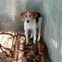 Adopta a Quesada