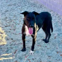 Adopta a Pelocho