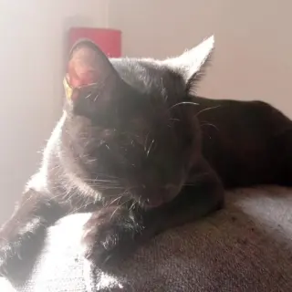 Baileys
