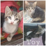 Adopta a Toy