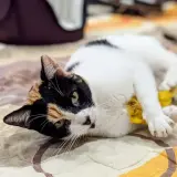 Adopta a Mitchi