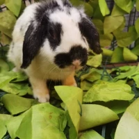 Adopta a (Residente)Vaquita