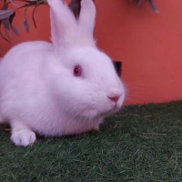 Adopta a Tony ( Bloque C)