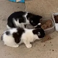 Adopta a Cachorros