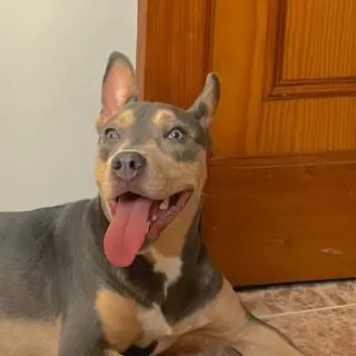 Canelo
