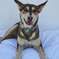 Adopta a Jairo