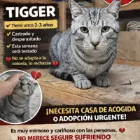 Adopta a Tigger