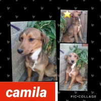 Adopta a Camila