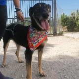 Adopta a Maddie