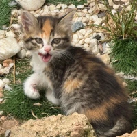 Adopta a Tigri