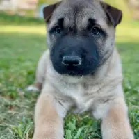 Adopta a Colega