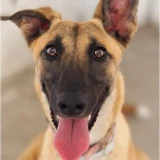 Adopta a Jade