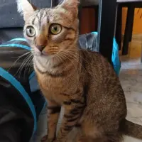 Adopta a Bastet