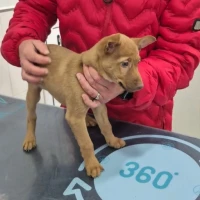 Adopta a Alejandro Cachorro En Adopción Tlf 645978718