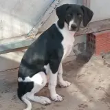 Adopta a Friend