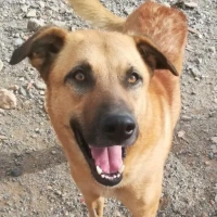 Adopta a Paloma