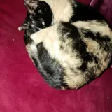 Adopta a Manchitas