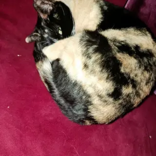 Manchitas