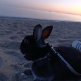 Adopta a Shadow Rabbit