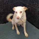 Adopta a Pau, Perrito En Adopción Tlf 645978718