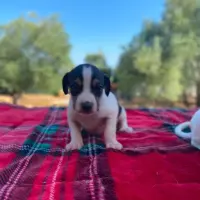 Adopta a Benedcit
