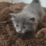 Adopta a Blau