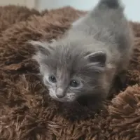 Adopta a Blau