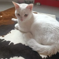 Adopta a Domingo