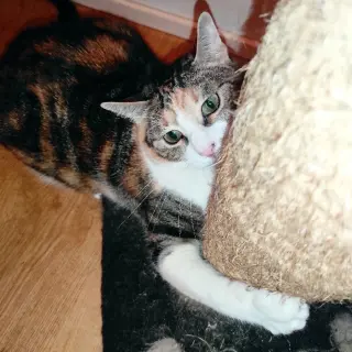 Trix