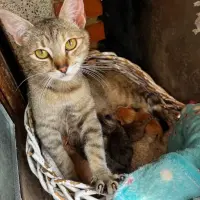 Adopta a Belen