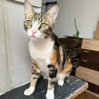 Adopta a Gala.