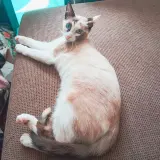 Adopta a Margareth