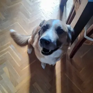 Freddy