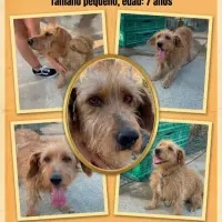 Adopta a Paco