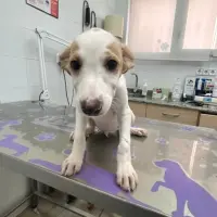 Adopta a Majo
